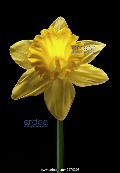 : Daffodil, Narcissus Dutch Master, straight on shot of a si : Daffodil, Narcissus Dutch Master, straight on shot of a si