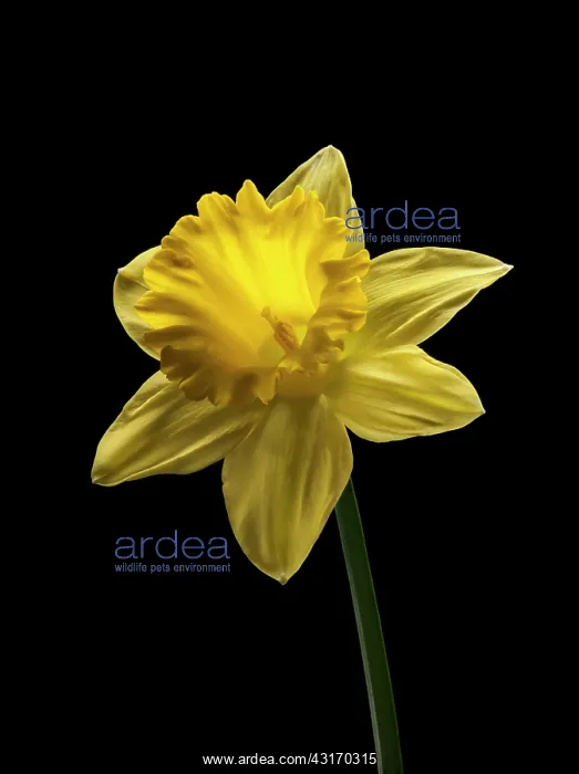 : Daffodil, Narcissus Dutch Master, straight on shot of a si : Daffodil, Narcissus Dutch Master, straight on shot of a si