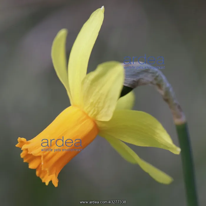 : Daffodil, Narcissus Jetfire, Yellow subject : Daffodil, Narcissus Jetfire, Yellow subject