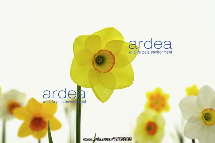 : Daffodil, Narcissus Lauren, Front view of single : Daffodil, Narcissus Lauren, Front view of single