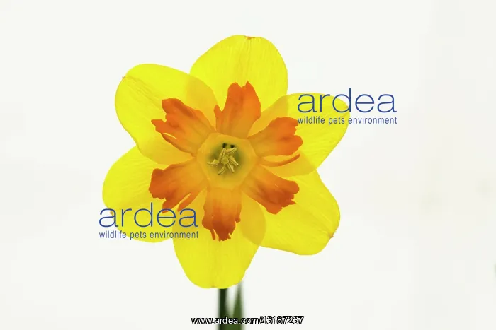 : Daffodil, Narcissus Marion Pearce, Front view : Daffodil, Narcissus Marion Pearce, Front view