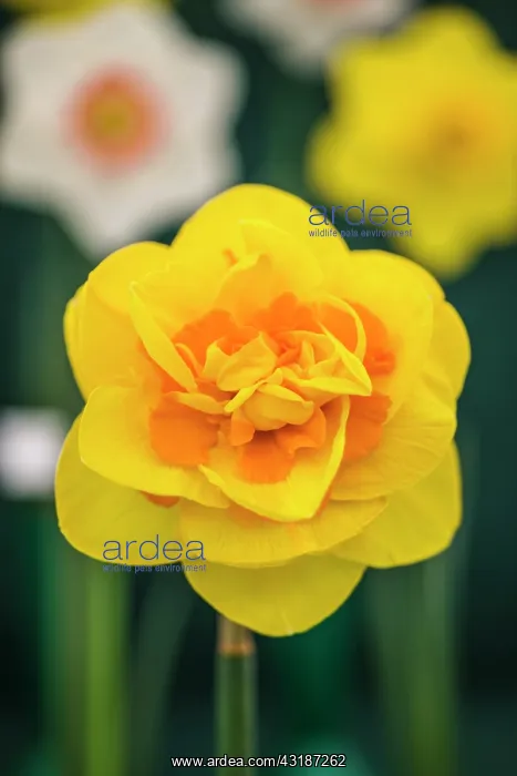 : Daffodil, Narcissus Paradigm, Front view of one : Daffodil, Narcissus Paradigm, Front view of one