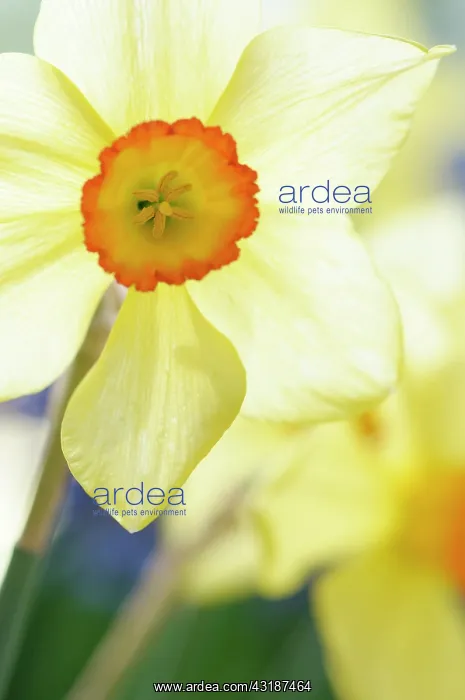 : Daffodil, Narcissus Scarlet elegance front view : Daffodil, Narcissus Scarlet elegance front view