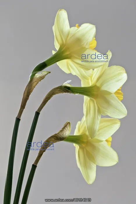 : Daffodil, Narcissus, Back side view of three flowers : Daffodil, Narcissus, Back side view of three flowers