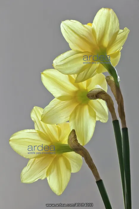 : Daffodil, Narcissus, Back view of three flowers : Daffodil, Narcissus, Back view of three flowers