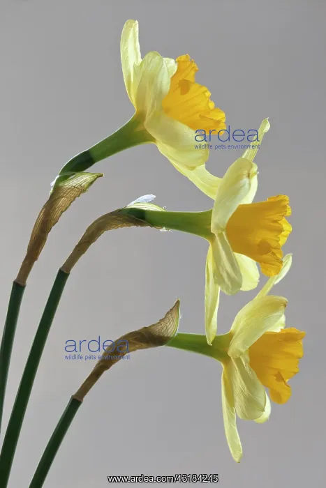 : Daffodil, Narcissus, Side view of three flowers : Daffodil, Narcissus, Side view of three flowers