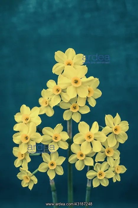 : Daffodil, Narcissus x intermedius, Front view of : Daffodil, Narcissus x intermedius, Front view of