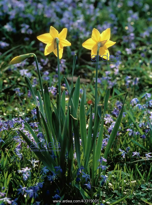  : Daffodil, Narcissus, Two yellow flowers growing
