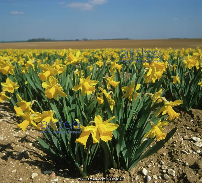 : Daffodil plants