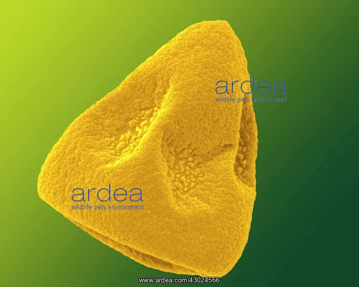 : Daffodil Pollen : Daffodil Pollen