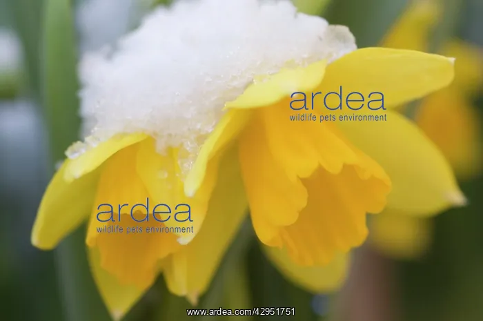 : Daffodil spec. - Yellow daffodil, flowering in the snow : Daffodil spec. - Yellow daffodil, flowering in the snow