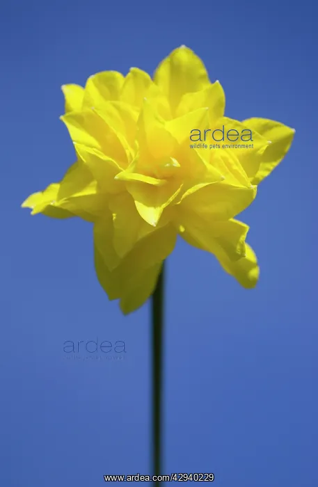 : Daffodil variety 'Golden DucatI : Daffodil variety 'Golden DucatI