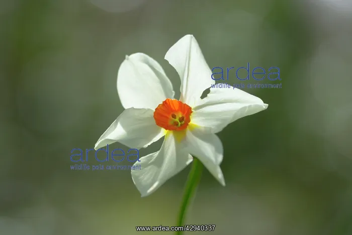 : Daffodil variety 'MedusaI : Daffodil variety 'MedusaI