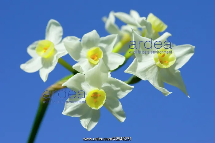 : Daffodil variety 'Scilly WhiteI : Daffodil variety 'Scilly WhiteI