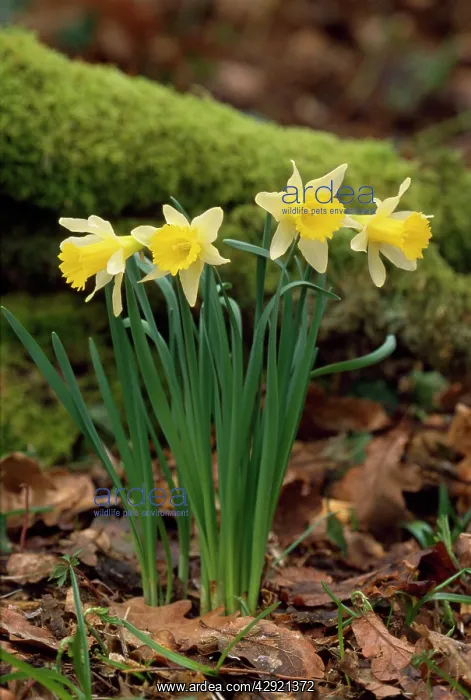 : DAFFODIL - x four in a clump : DAFFODIL - x four in a clump