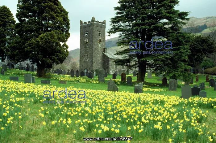  : Daffodils. Lake District - UK