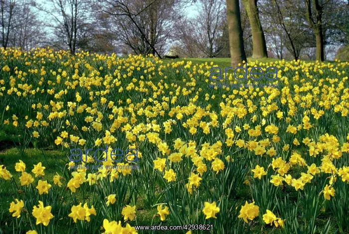  : DAFFODILS