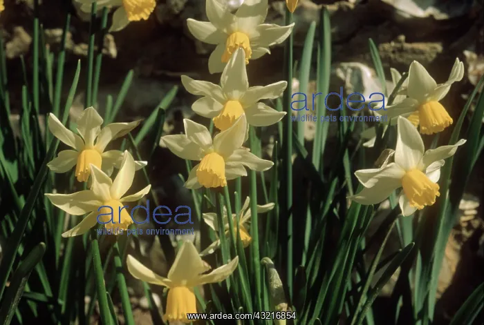  : Daffodils (Narcissus Jack Snipe') flowering in spring