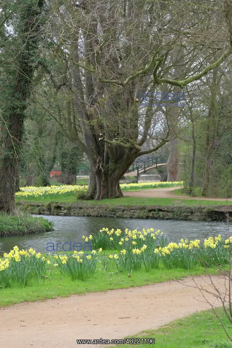 : Daffodils adorn park path in Oxford, England : Daffodils adorn park path in Oxford, England