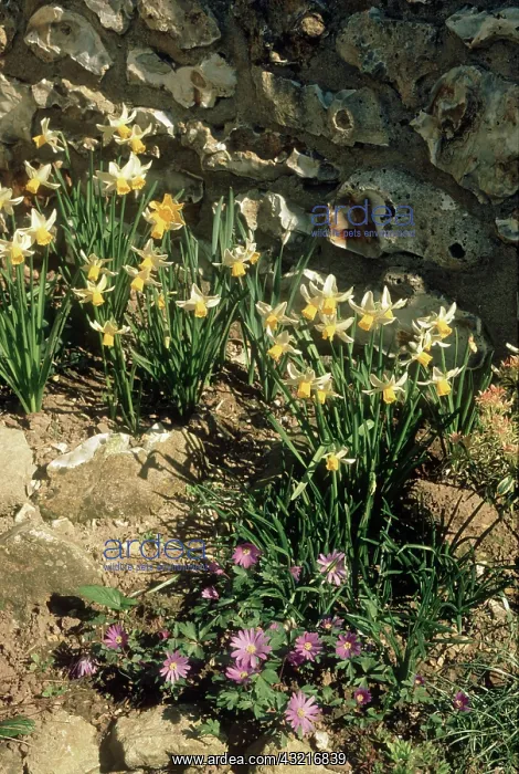 : Daffodils and Anemones : Daffodils and Anemones