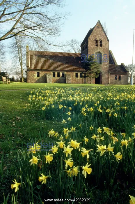 : Daffodils - in churchyard : Daffodils - in churchyard