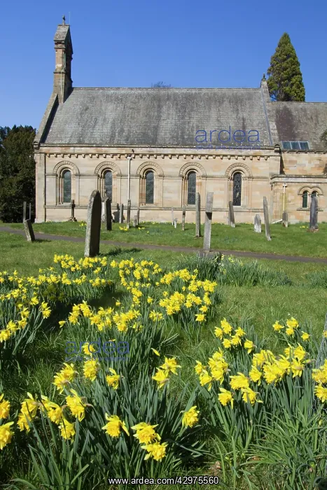 : Daffodils - flowering in churchyard at Howick Hall : Daffodils - flowering in churchyard at Howick Hall