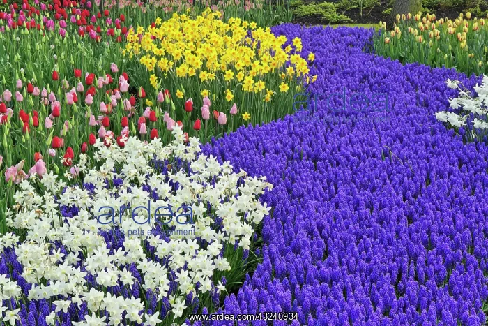 : Daffodils and Grape Hyacinth, Keukenhof : Daffodils and Grape Hyacinth, Keukenhof