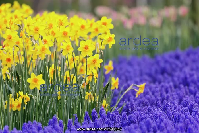 : Daffodils and Grape Hyacinth, Keukenhof : Daffodils and Grape Hyacinth, Keukenhof