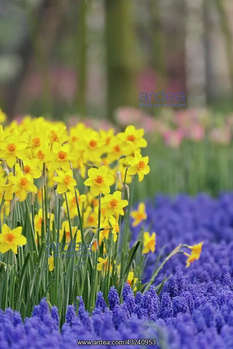 : Daffodils and Grape Hyacinth, Keukenhof : Daffodils and Grape Hyacinth, Keukenhof