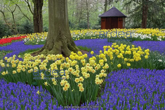 : Daffodils, grape hyacinth, and tulip garden : Daffodils, grape hyacinth, and tulip garden