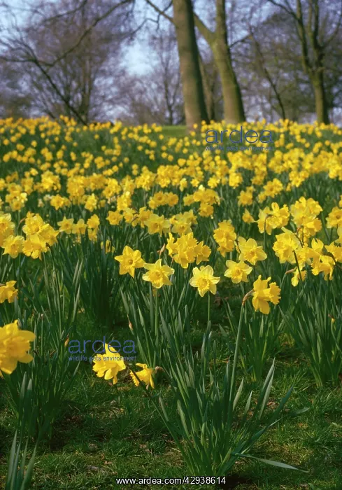  : Daffodils - mass