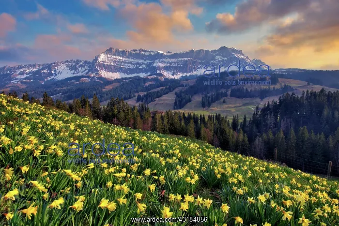 : Daffodils (Narcissus) in bloom in front of Berg : Daffodils (Narcissus) in bloom in front of Berg
