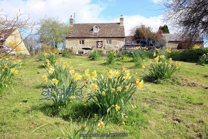 : Daffodils - on a spring day in the Cotswold village of Eastl : Daffodils - on a spring day in the Cotswold village of Eastl