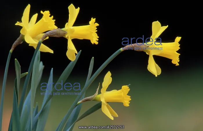 : Daffodils - side view of flowers : Daffodils - side view of flowers