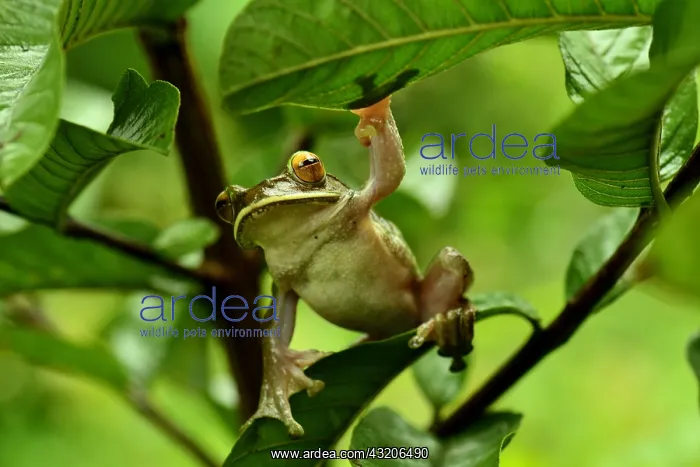 : Dagger treefrog (Boophis albilabris), Ranomafana : Dagger treefrog (Boophis albilabris), Ranomafana