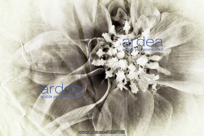  : Dahlia (Dahlia sp.)