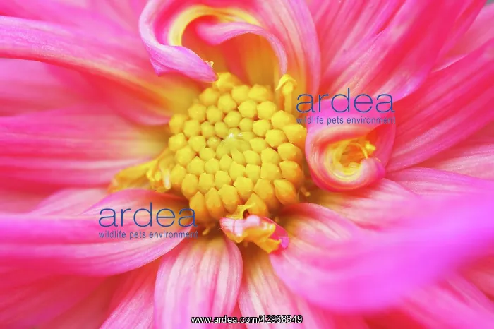 : Dahlia, Dahlia Ruskin Charlotte : Dahlia, Dahlia Ruskin Charlotte
