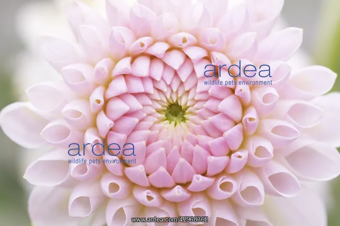 : Dahlia, Dahlia Taratchi Lilac : Dahlia, Dahlia Taratchi Lilac