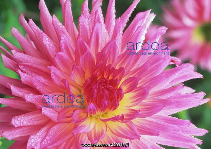 : Dahlia, Dahlia Lipstick : Dahlia, Dahlia Lipstick