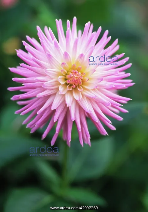 : Dahlia, Dahlia Deborahs Kiwi : Dahlia, Dahlia Deborahs Kiwi