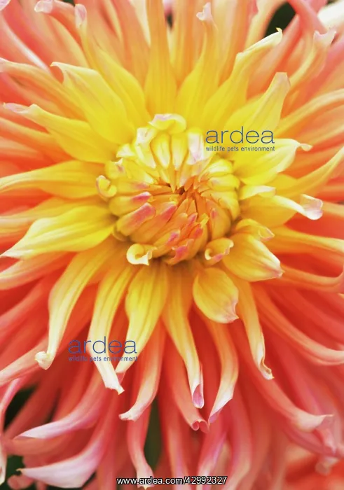 : Dahlia, Dahlia Shirley Alliance : Dahlia, Dahlia Shirley Alliance
