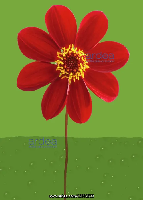: Dahlia : Dahlia