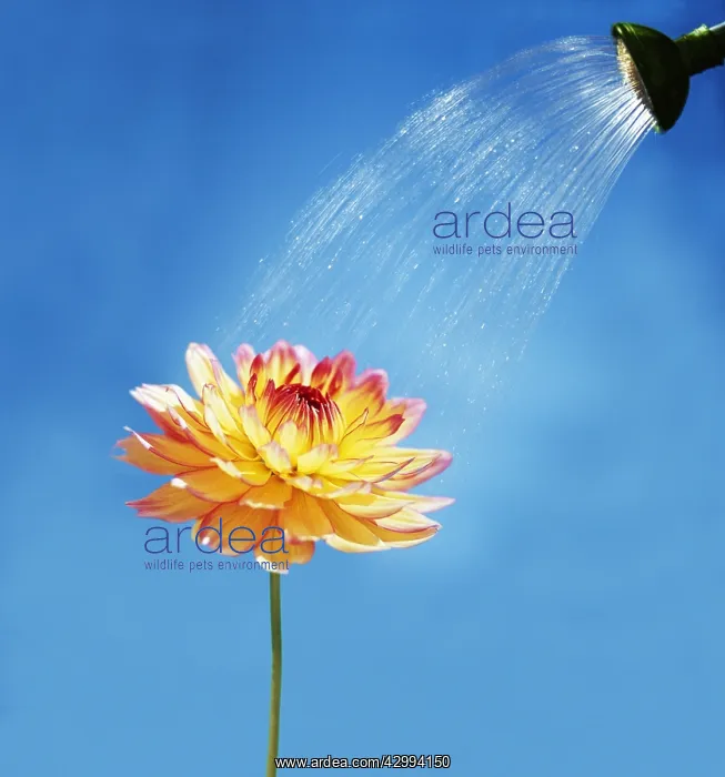 : Dahlia : Dahlia