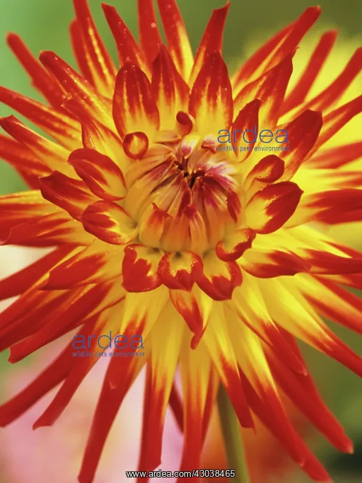 : Dahlia, Dahlia Weston Spanish Dancer : Dahlia, Dahlia Weston Spanish Dancer