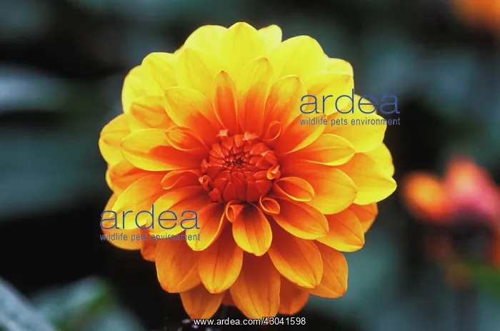: Dahlia, Dahlia David Howard : Dahlia, Dahlia David Howard