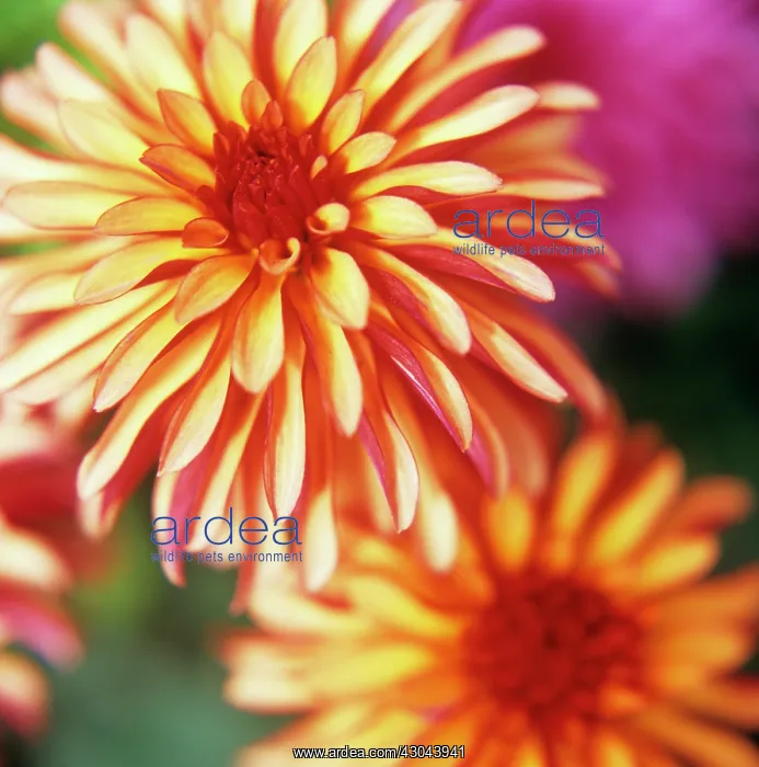 : Dahlia, Dahlia Art Deco : Dahlia, Dahlia Art Deco