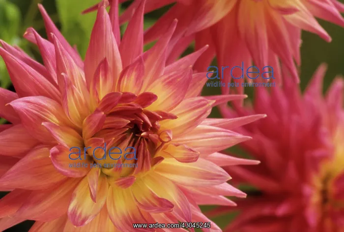 : Dahlia, Dahlia Pink Jupiter : Dahlia, Dahlia Pink Jupiter