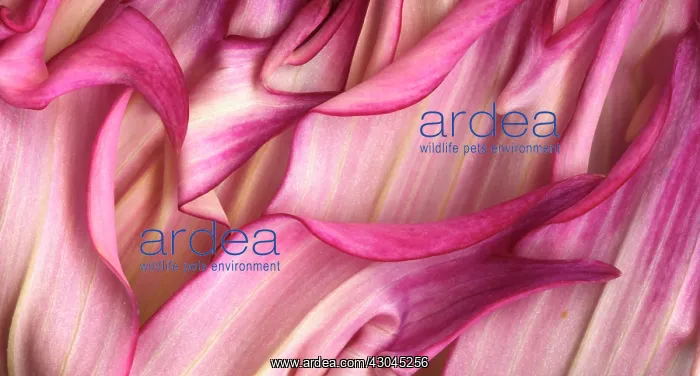 : Dahlia : Dahlia