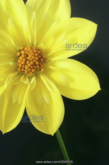 : Dahlia, Dahlia Claire de Lune : Dahlia, Dahlia Claire de Lune
