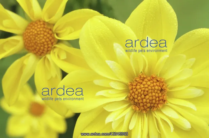 : Dahlia, Dahlia Claire de Lune : Dahlia, Dahlia Claire de Lune